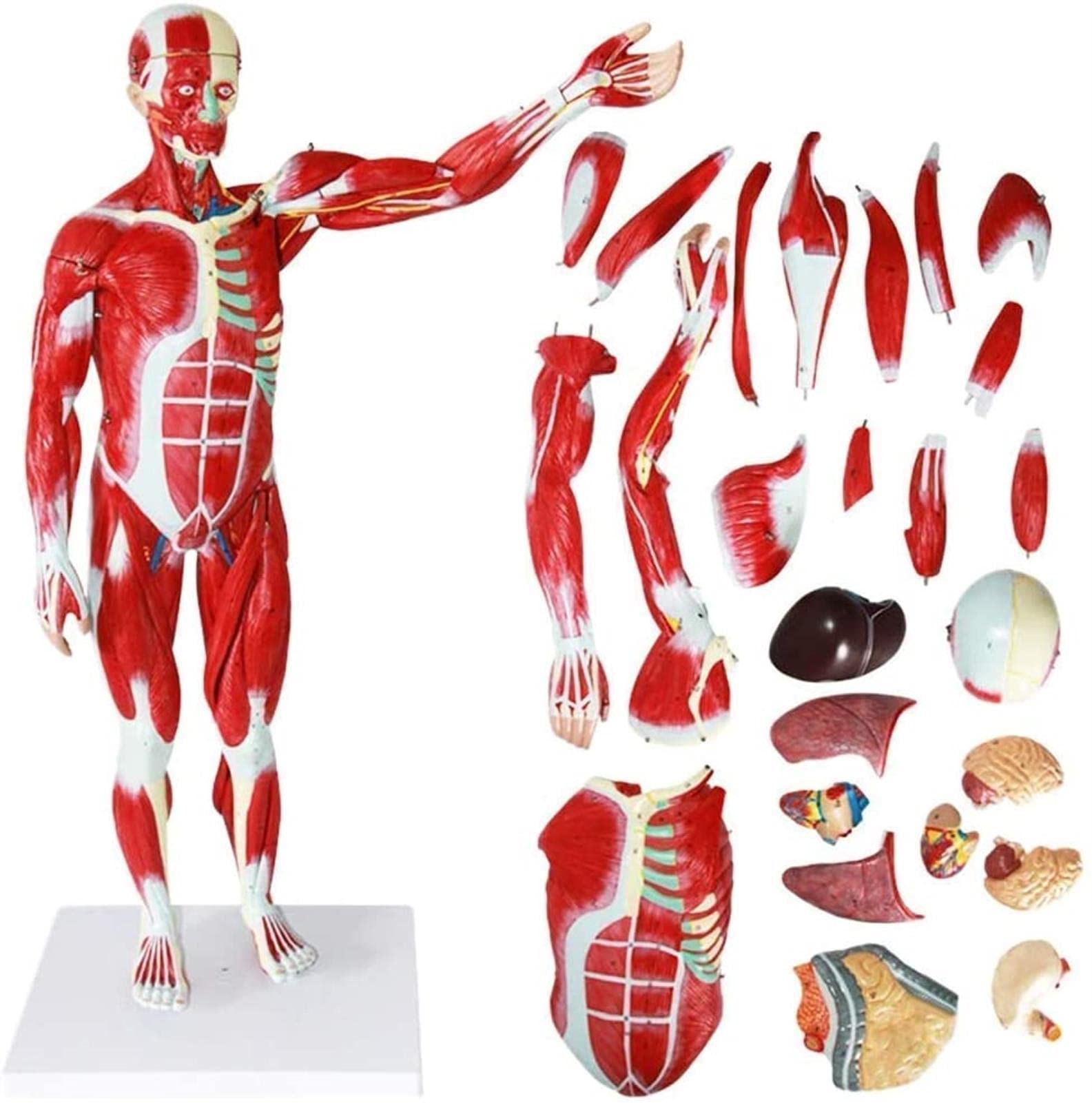 Buy Educational Model 78Cm Human Muscle Model Human Anatomy Science