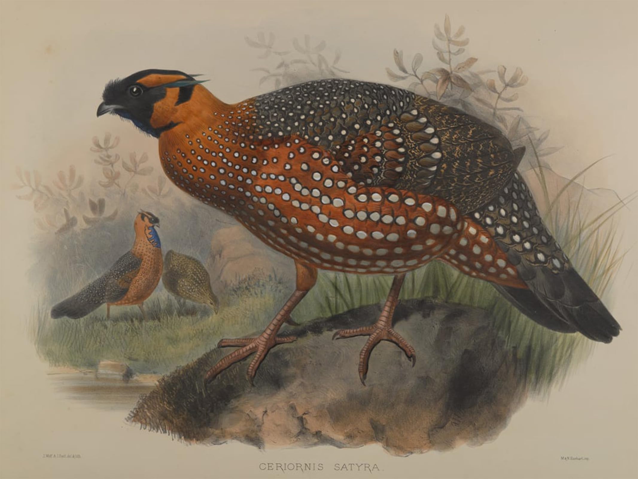 SERENDIPITP Retro Picture Poster Wall Art Pictures Painting Animal Bird Ceriornis Satyra by John Gould Wall Art Canvas Print for Wall Decor 60x90cm