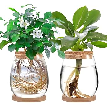 JOJOCY Large Plant Terrarium Plant Growing Station Clear Glass Plant Pot with Lid and Stand for Hydroponics Home Office Table Decoration Pack of 2