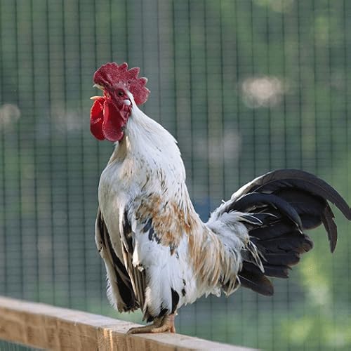 Cock A Doodle Doo Rooster Crow Sounds