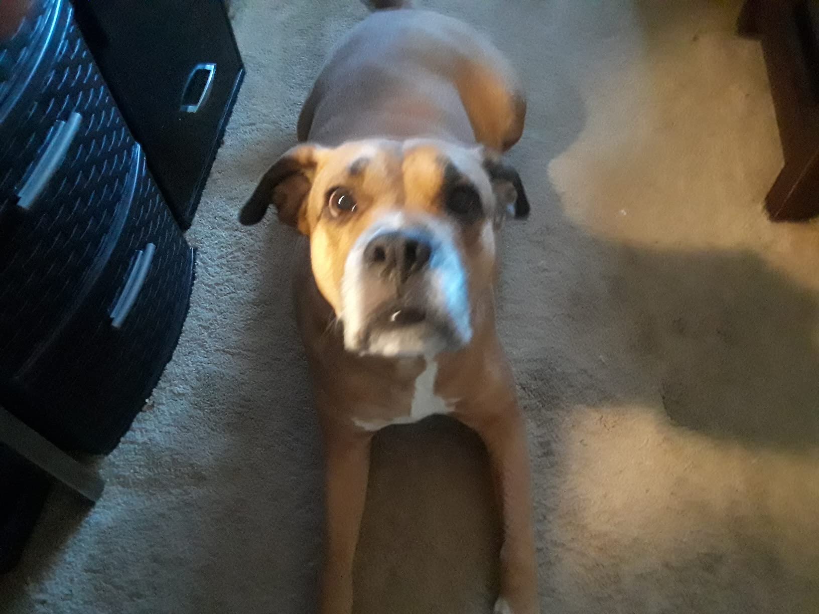 IAMS Proactive Health Minichunks Adult Dry Dog Food with Real Chicken, 30 lb. Bag photo review