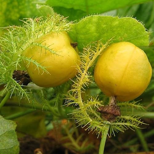 Semillas de limón de agua silvestre (Passiflora foetida) Más de 2 semillas de frutas tropicales raras para el jardinero y coleccionista de semillas