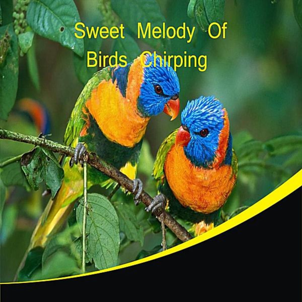 Sweet Melody of Birds Chirping