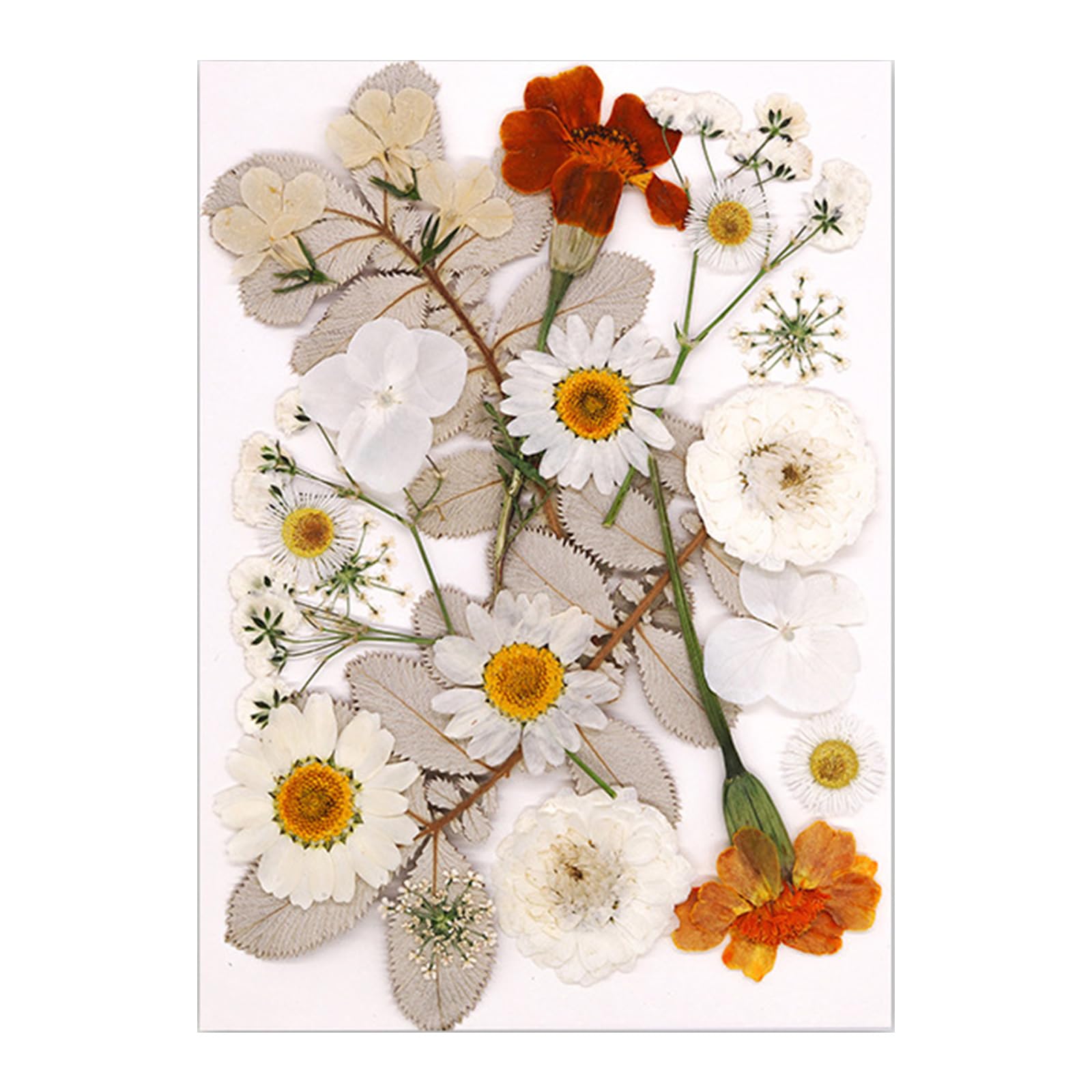 carotoe Dried Pressed Flower for Resin Molds Natural Dry Flower Leaves for Art Craft Supplies Scrapbooking Jewelry Making Dried