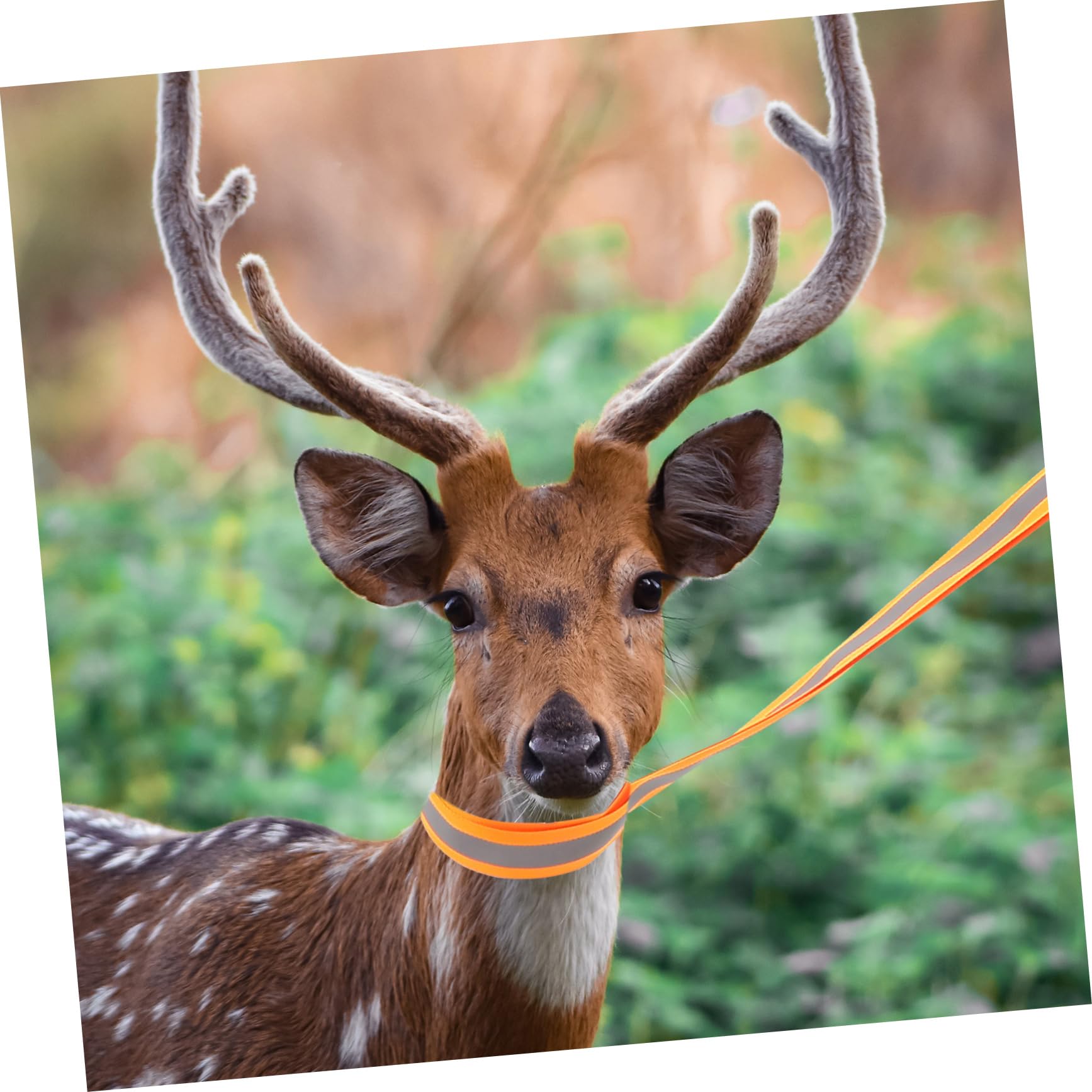 SUPVOX Deer Drag for Nylon Dragging Ropes Hunting Accessories Portable Outdoor Deer Dragging Rope Sturdy Deer Carrier Orange Reflective 40mm Wide