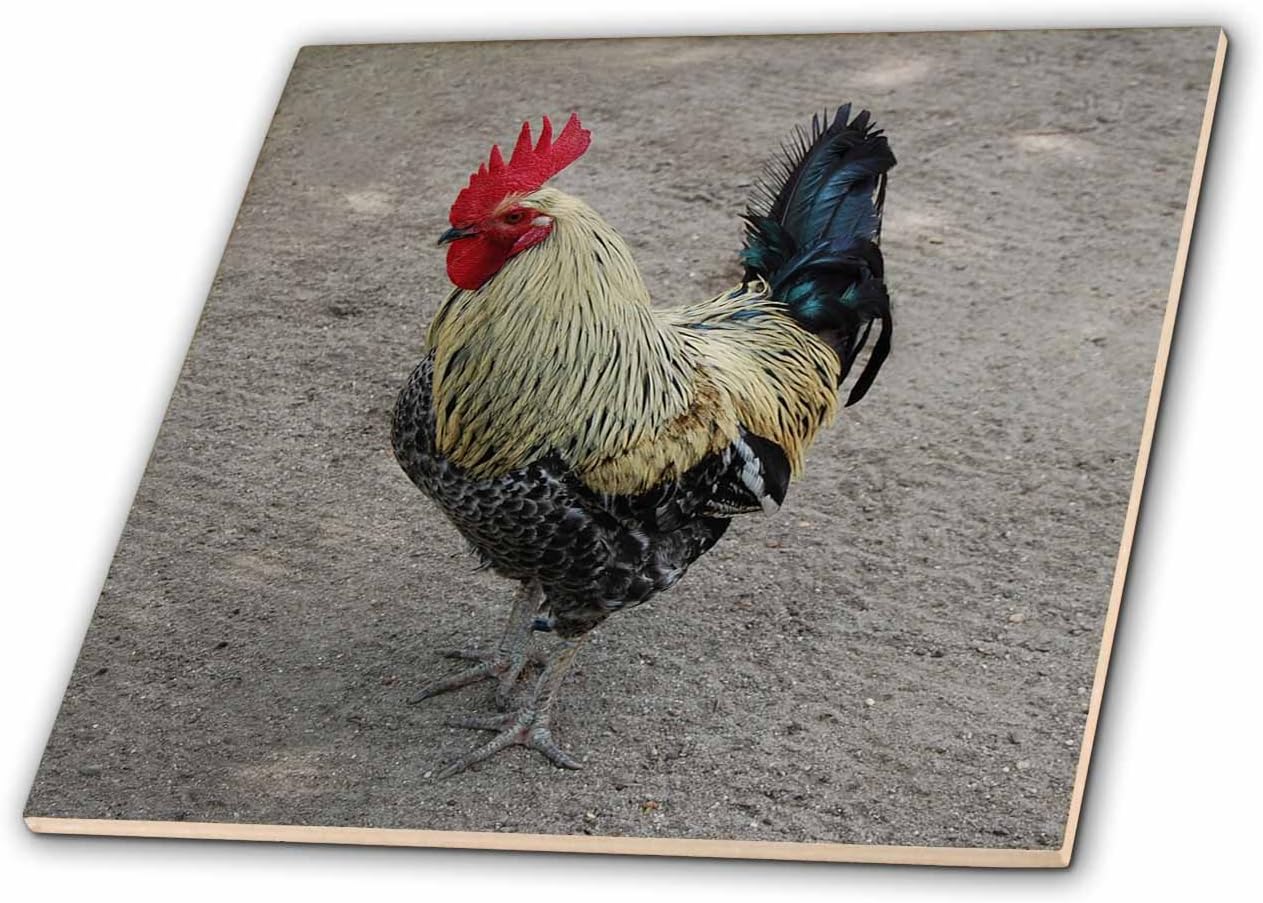 3dRose ct_4328_4 Rooster Ceramic Tile, 12-Inch