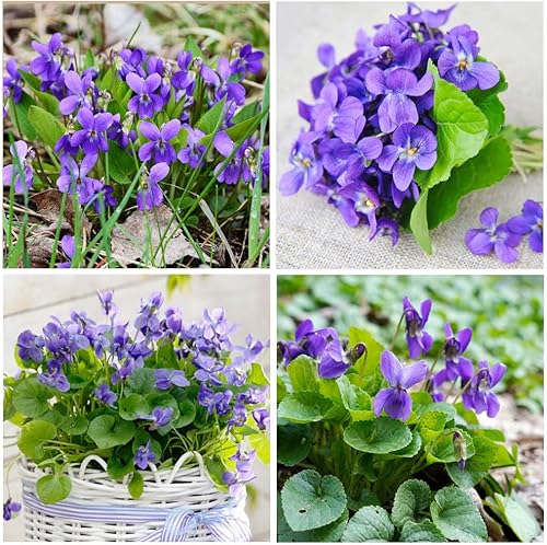 Más de 1000 semillas de viola dulce violeta Philippicat para plantar al aire libre, viola perenne Odorata fragante jardín planta para el hogar sin