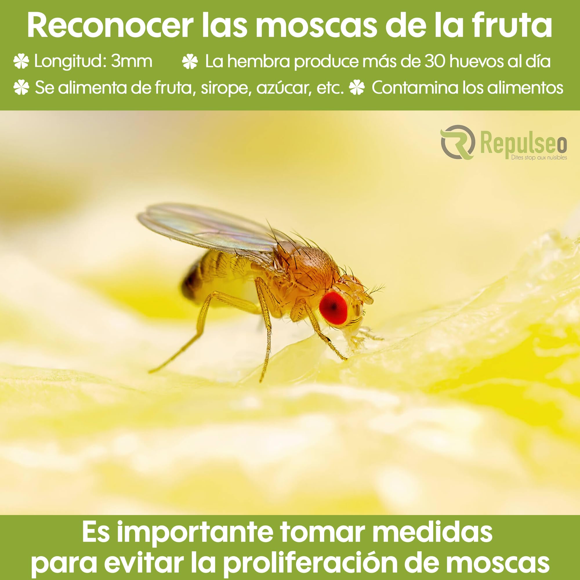 Trampa para Moscas de Fruta ✯Made IN UE✯, Antimosquitos Interior Cocina, Atrapa Mosquitos [Remedio Natural y sin Insecticida]