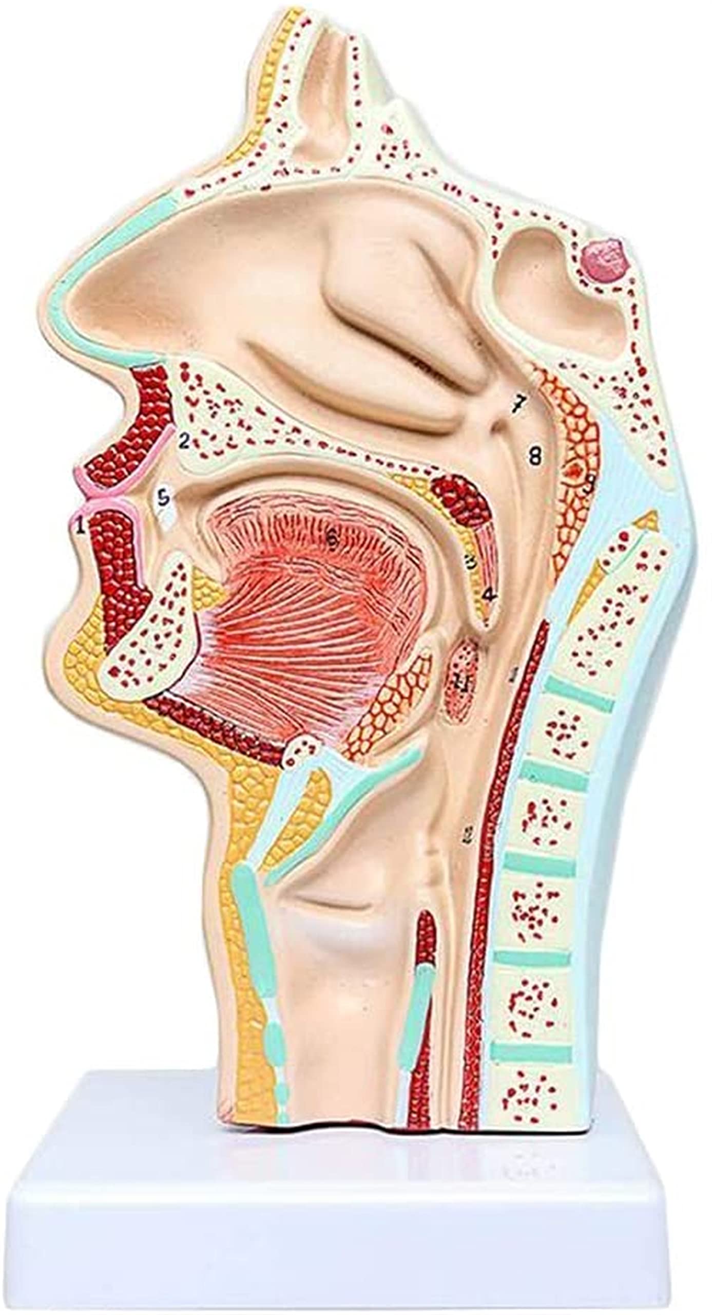 KJMWXOP Educational Model L Cavity Throat Model Human Organ Anatomical Model Medical L Cavity Throat Anatomical Model Compatible With Display