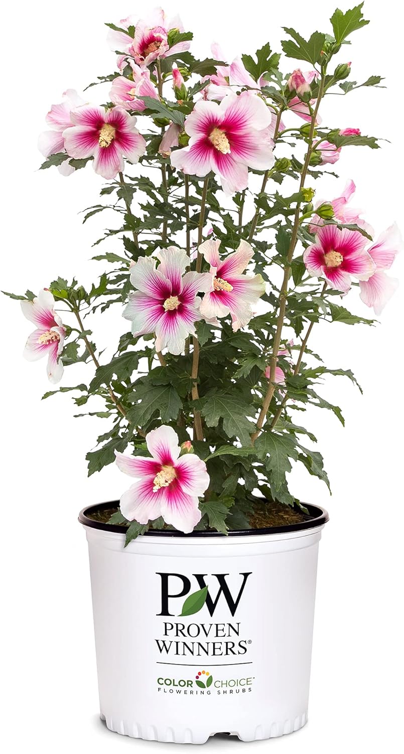 Proven Winner Pink Ink Hibiscus, 2 Gallon Patio, Lawn