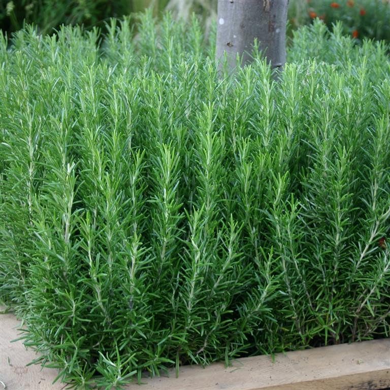 Rosemary officinalis - (Rosmarinus) Rosemary Bush - Cooking Herb | Vegetable Garden Plant | Culinary Kitchen Fresh Aromatic Herbs Easy to Grow Your Own (6 x Plug Plants)