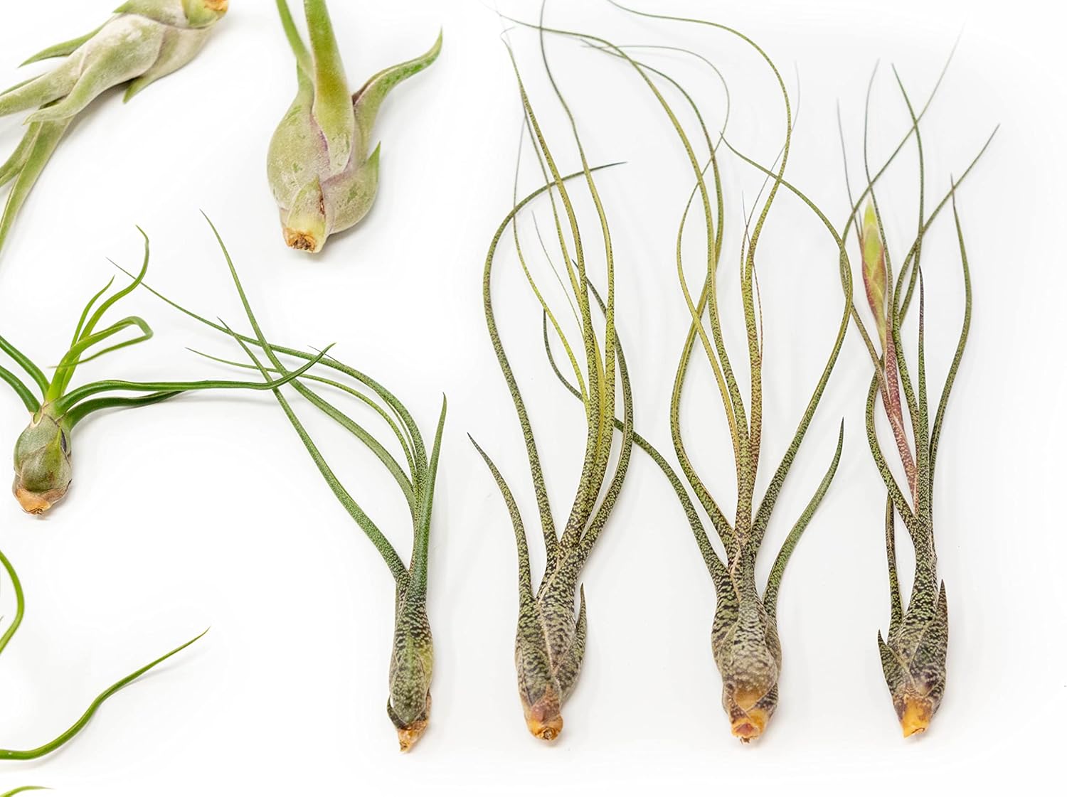 Pack of Wild Ones Air Plants - Tillandsia Caput Medusae, Butzii & Bulbosa Guatemala - Succulent House Plants for Holders - Available in Wholesale/Bulk - Easy Care Indoor/Outdoor Plants (Pack of 50)