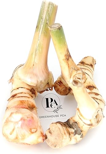 Miniatura 2 de 3 rizomas galangales para plantar. ¡Cultiva un hermoso follaje tropical y produce tubérculos comestibles utilizados en la cocina tailandesa!