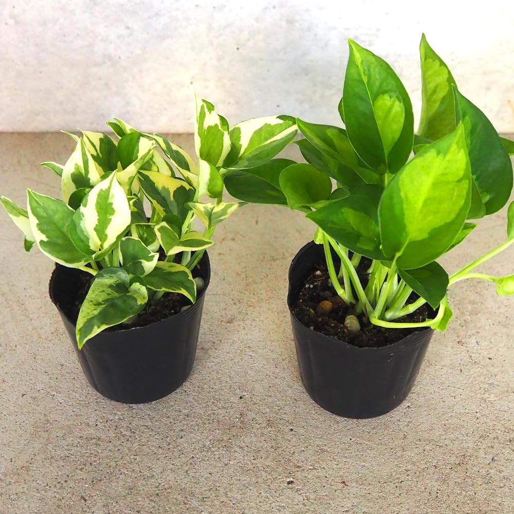 Amazon｜ITANSE 斑入りポトス 3号ポット 2品種各1個セット 内容