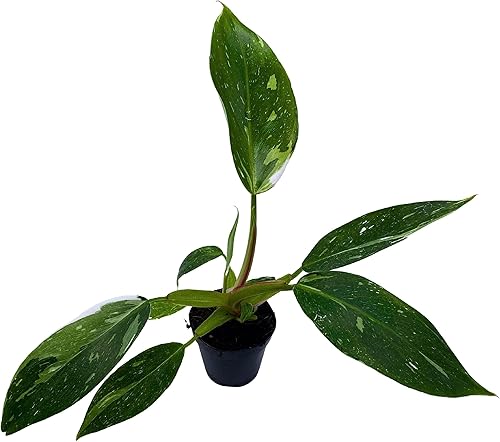 BubbleBlooms White Knight Philodendron, Philodendron Erubesens Hybrid - Maceta híbrida de 2 pulgadas