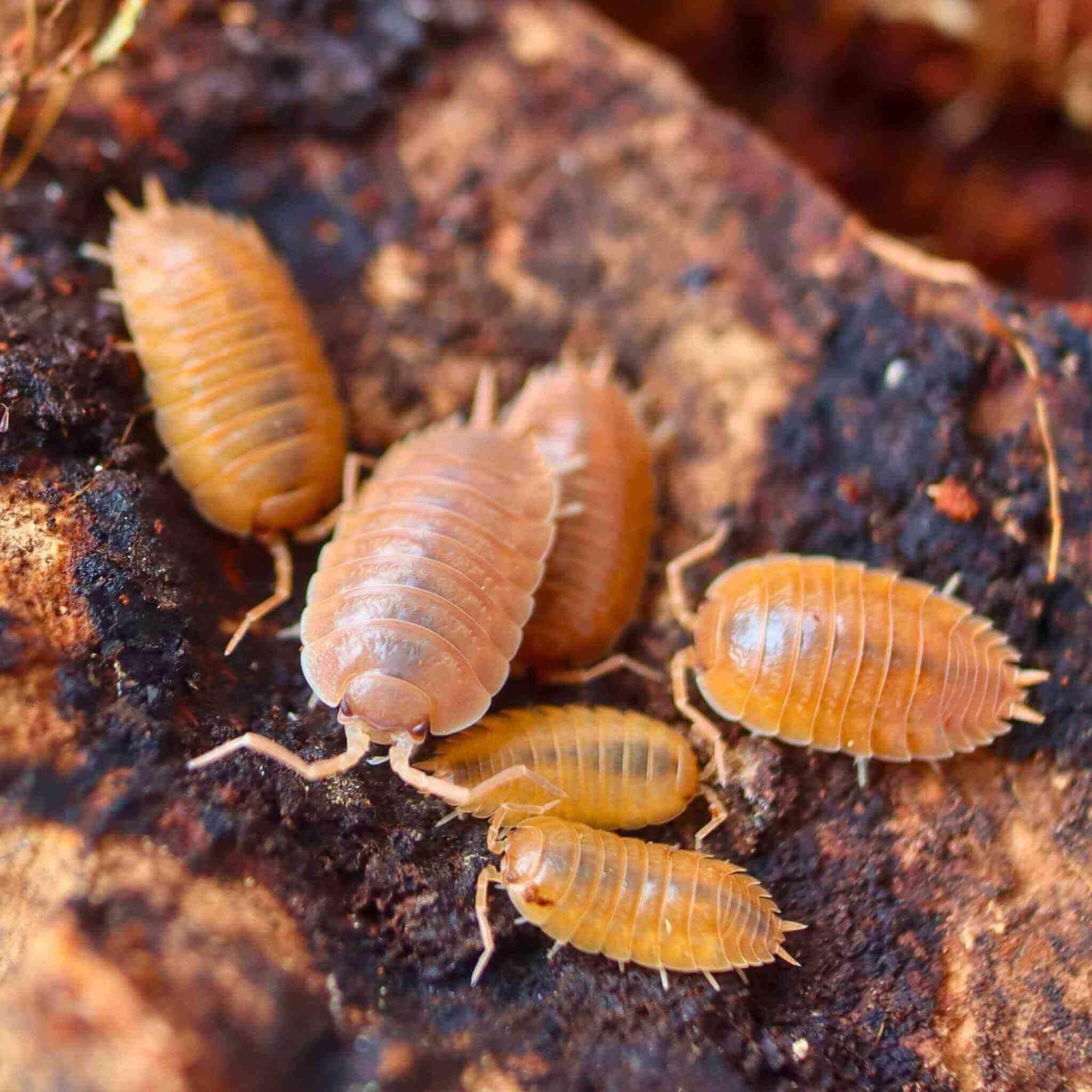 Live Giant Orange Isopods (15 +2 mixed size). LETTERBOX DELIVERY.Starter colony for insect enthusiasts/efficient clean up crew for bio active enclosures. Roly-polies, woodlice, pillbugs. - 2
