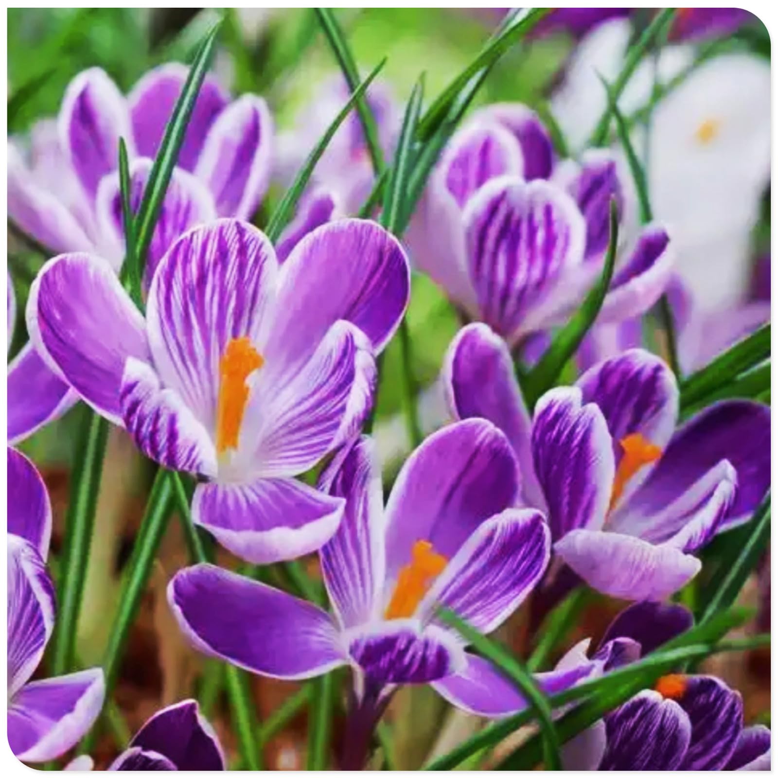 Crocus Bulbs to Plant Now UK/Saffron Crocus bulbs-Bedding/Gorgeous/Potted/Plants/Rhizome/Ornamental/Resistant-15 Bulbs-A