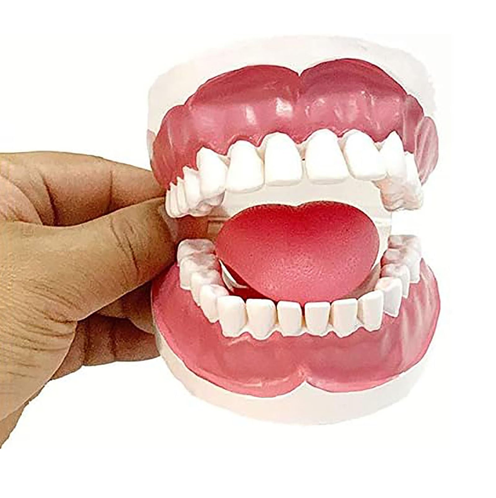 Modello dimostrativo dentale, cavità orale umana con gengive e denti interdentali, per l'educazione medica e la formazione odontoiatrica