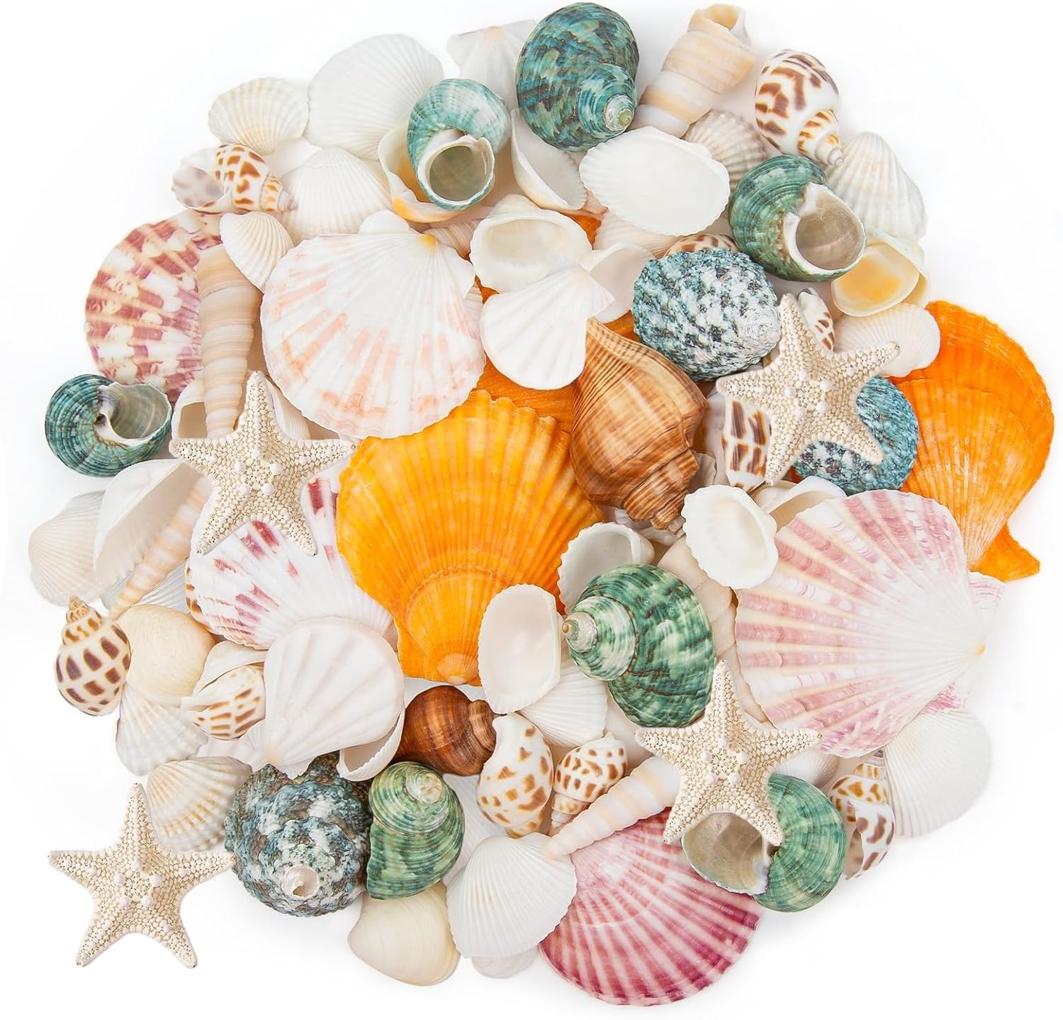 KAHEIGN 15 Kinds Sea Shell Mixed Ocean Shells, 600g 3-7CM Various Sizes Natural Seashell Starfish Fish Tank Vase Fillers for Beach Theme Party DIY Crafts Home Wedding Decorations