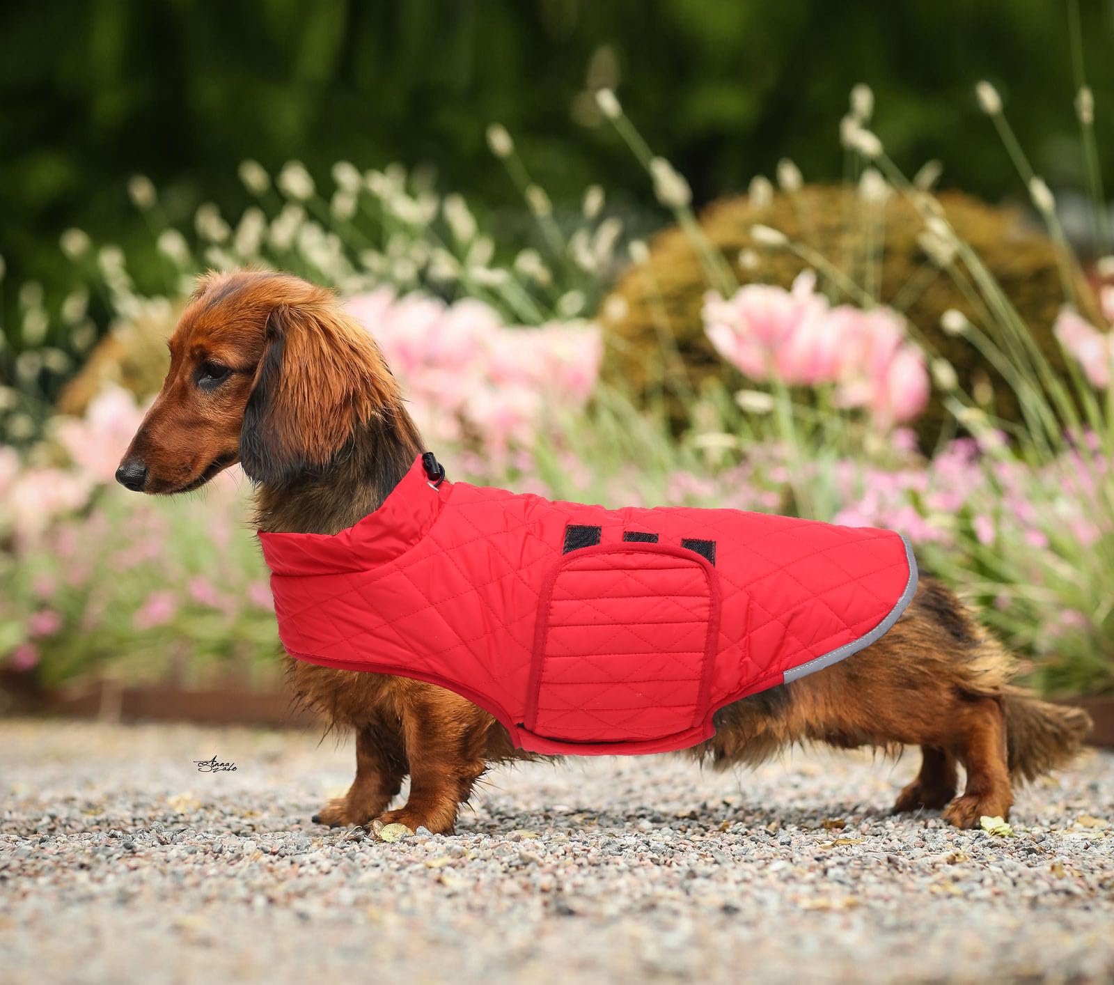 Steppmantel für Dackel, wasserdichte Winterjacke für kleine Hunde mit Fleecefutter, reflektierender Wurstpullover mit Geschirrloch, Rot, Größe M