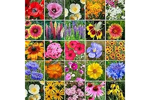 Midwest Wildflower Mixed Seeds for Planting By Eden Brothers