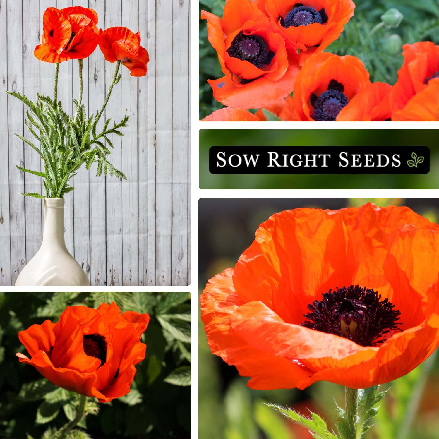 Amazon.com : Sow Right Seeds - Oriental Poppy Seeds for Planting - Non-GMO  Heirloom Seed Packet with Instructions to Grow a Beautiful Flower Garden -  Papery Red Blooms for Outdoors - Self