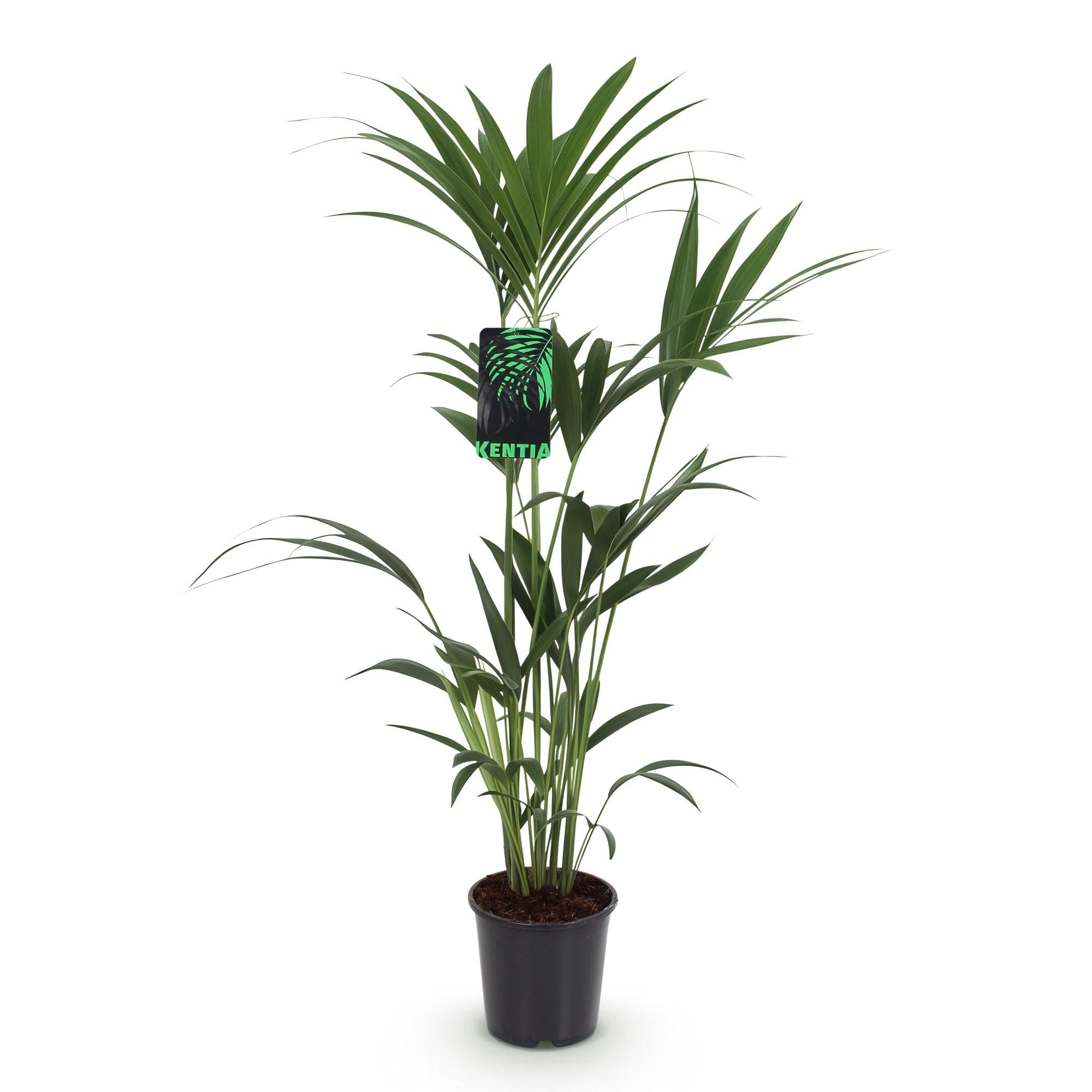 Palmier Kentia plante purificatrice d'air et facile d'entretien