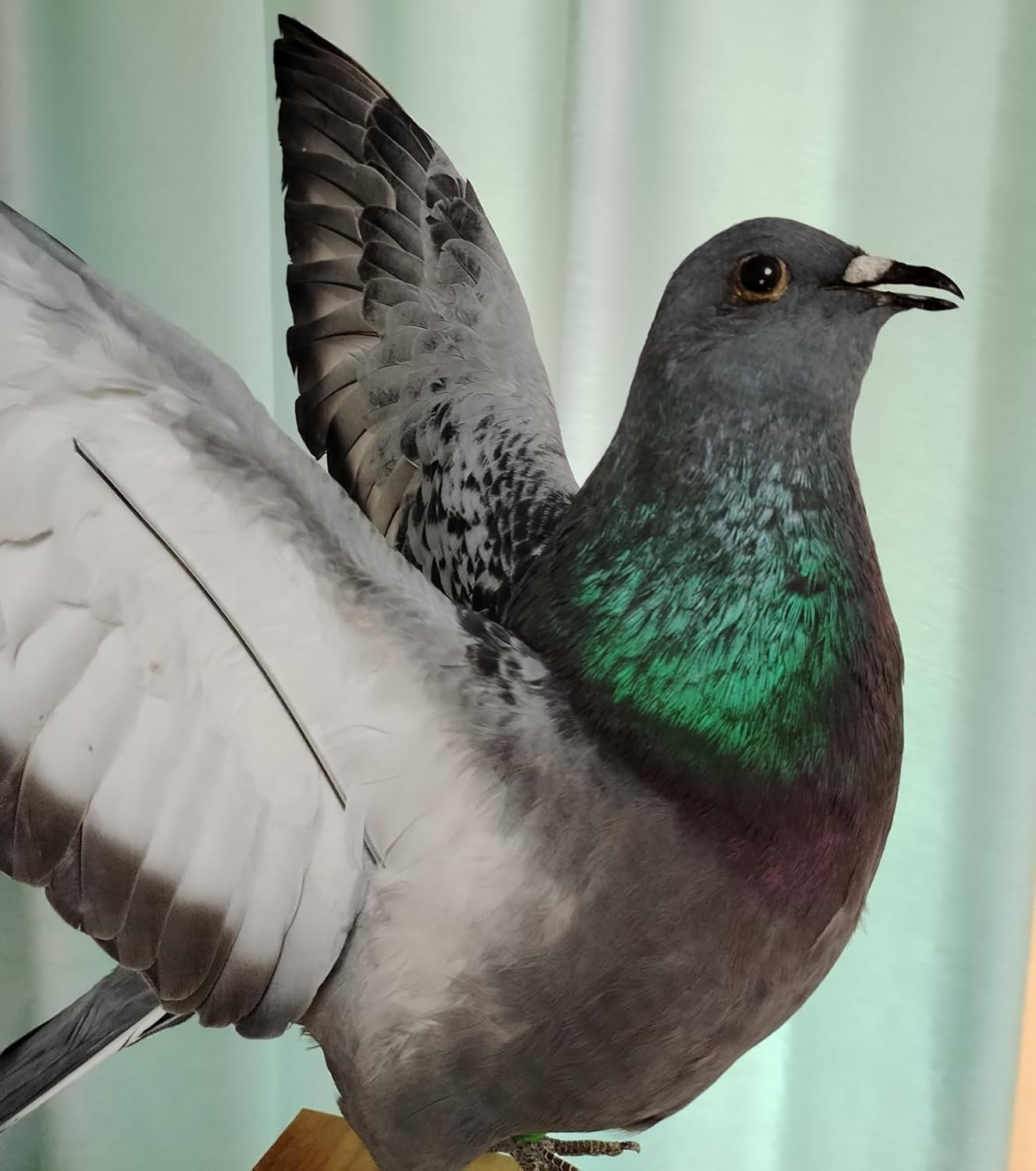 Real Pigeon Taxidermy, Gray Pigeon Specimens for Science Education, Authentic Bird Statues, Home Garden Ornament Miniature Decoration (Gray Flying)