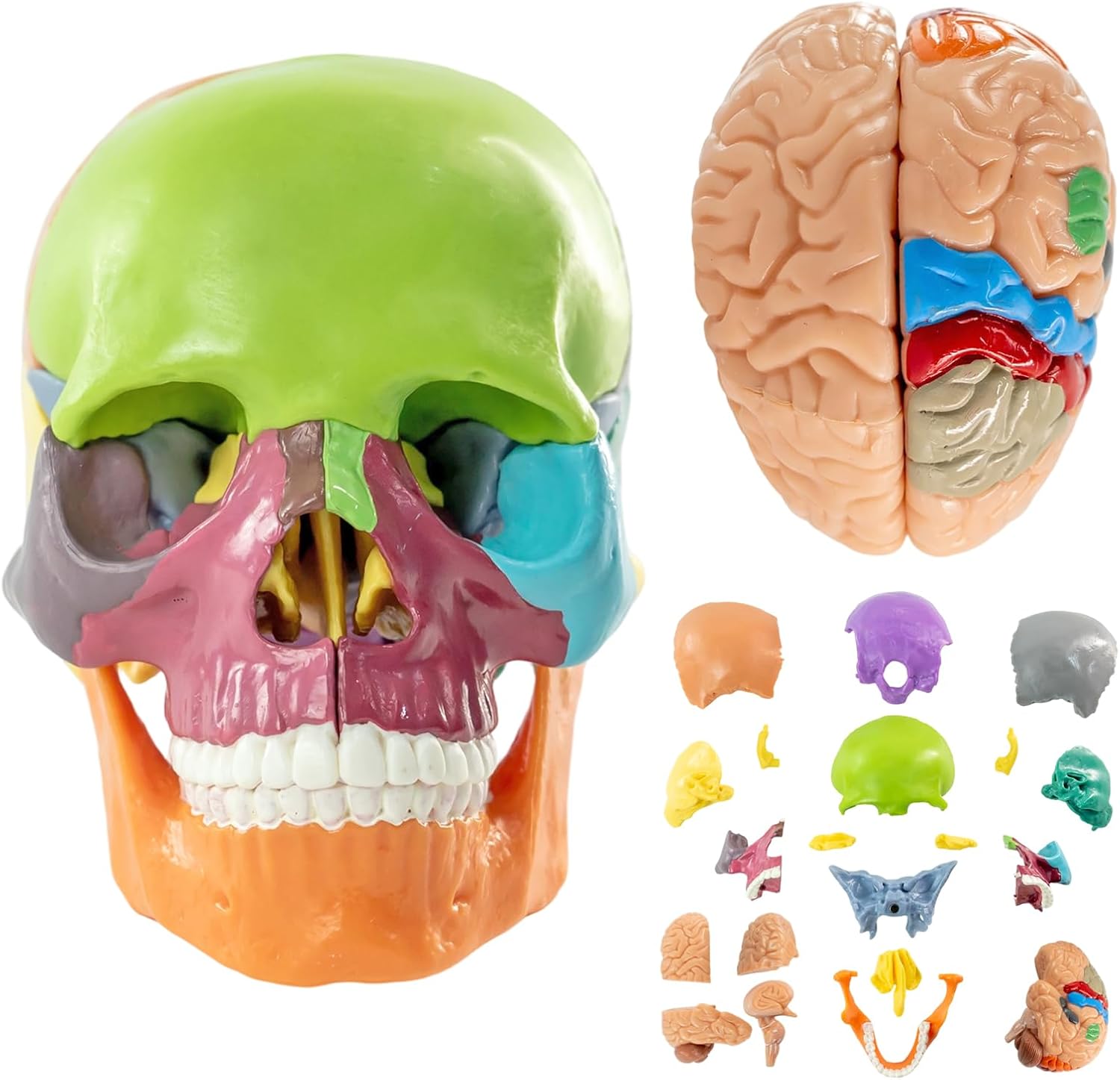 15+5 Parts Human Anatomy Exploded Skull, Anatomy Skull Model,Detachable Palm-Sized Mini Human Color Medical Skull Model,Medical Dental Clinic Teaching Equipment,Learning with Color Manual