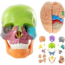 15+5 Parts Human Anatomy Exploded Skull, Anatomy Skull Model,Detachable Palm-Sized Mini Human Color Medical Skull Model,Medical Dental Clinic Teaching Equipment,Learning with Color Manual