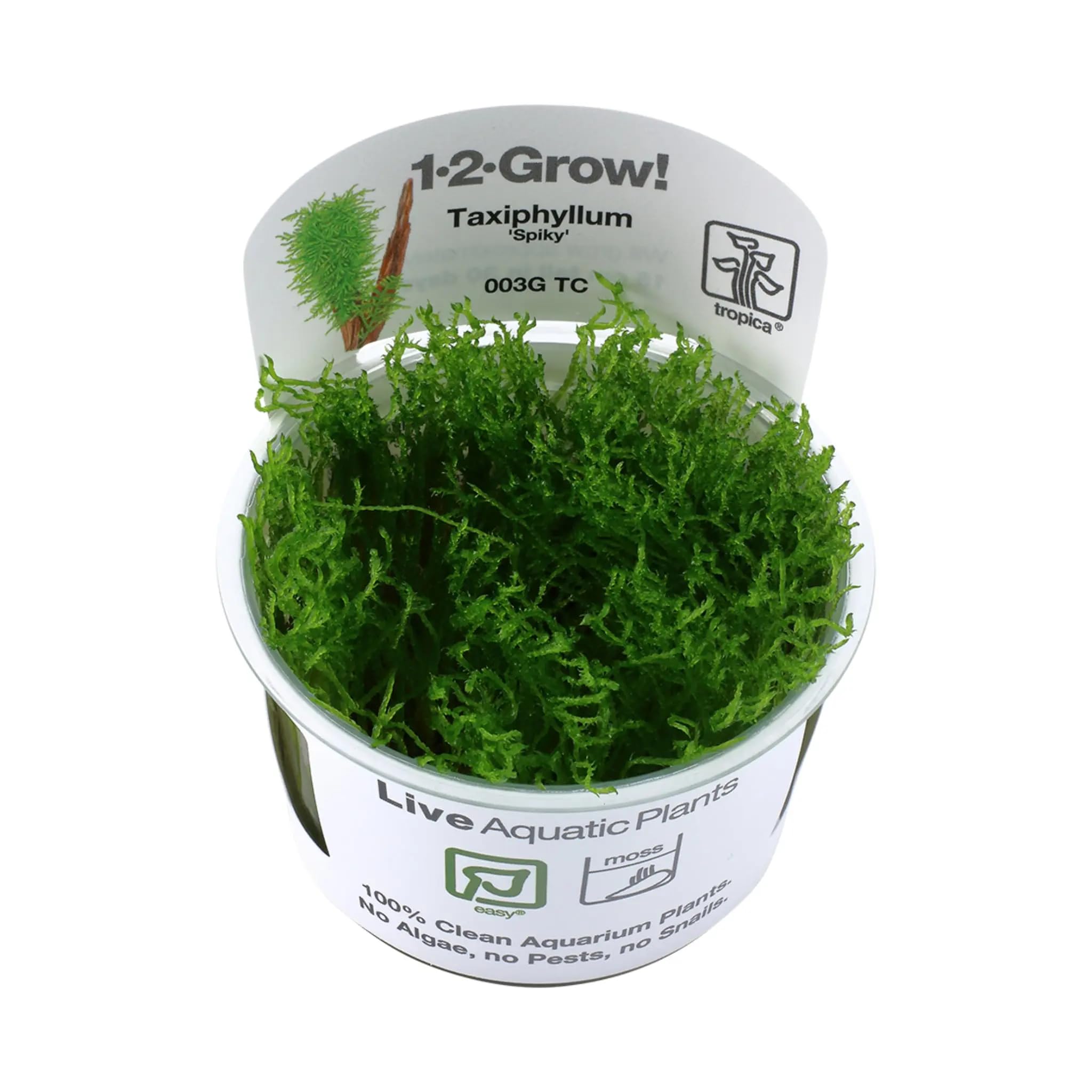Tropica Taxiphyllum spiky 1-2-Grow!