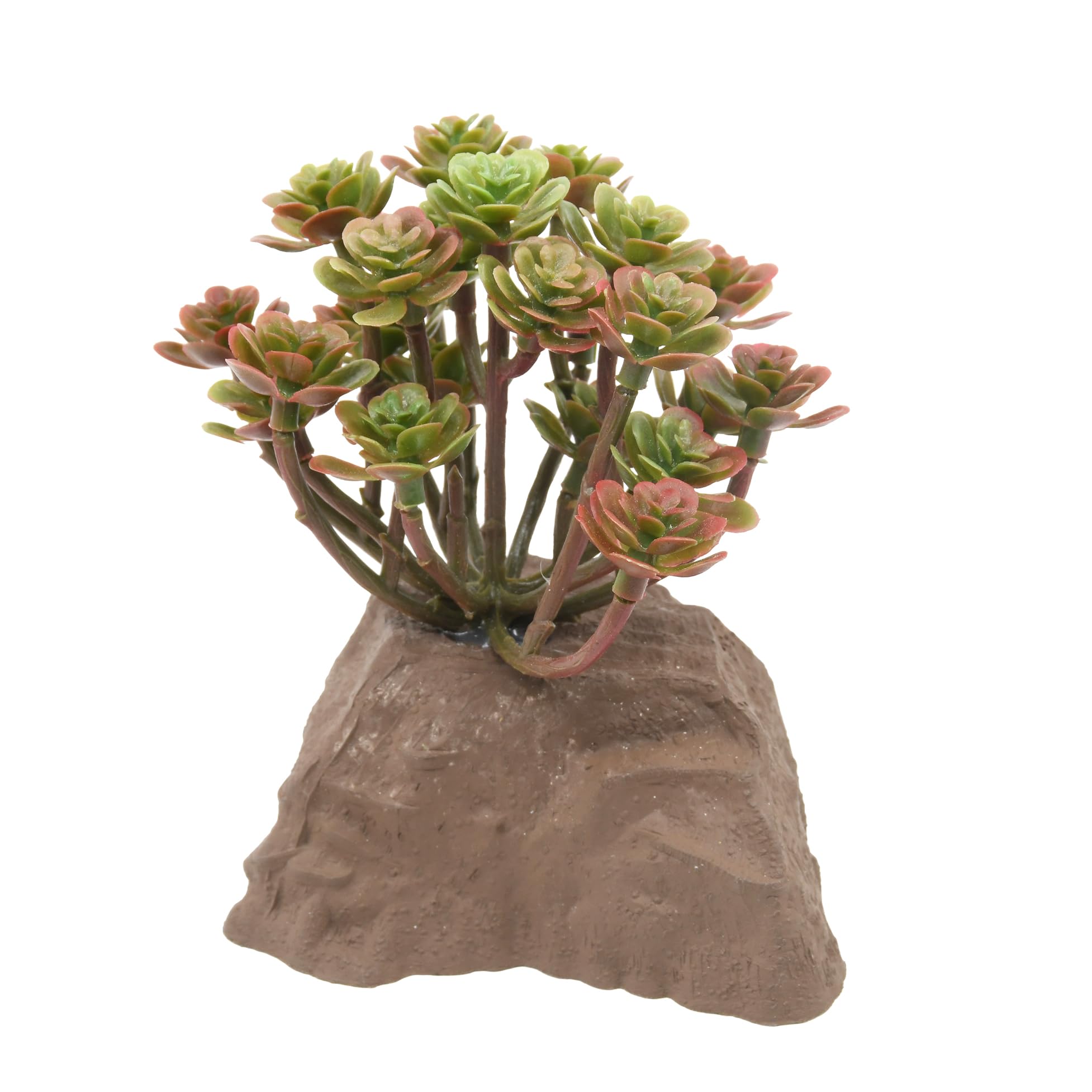Lucky Reptile Stone Plant