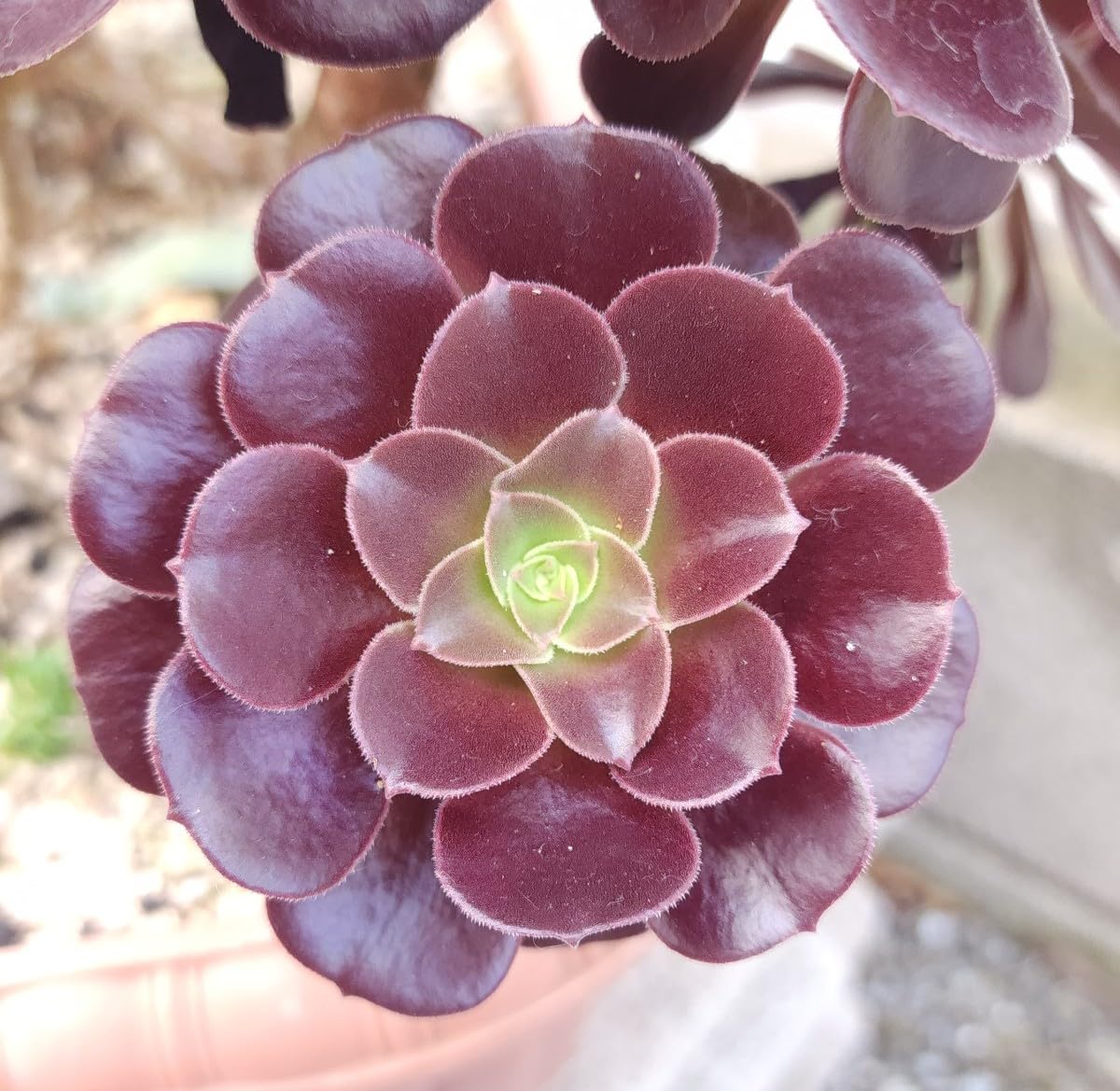 Amazon.co.jp: セール！！！アエオニウム カシミアバイオレット 多肉