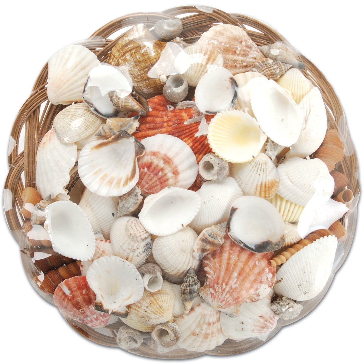Darice 2503-53 Coco Midrib Sea Shell Pack, Natural, 10