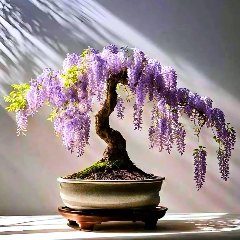 3 Purple Wisteria Trees Live Plants, Purple Wisteria Plant Live 6-12 Inch Tall, Wisteria Vine Live Plant, Wisteria Live Plant, Fragrant Wisteria Flowers, in Pots