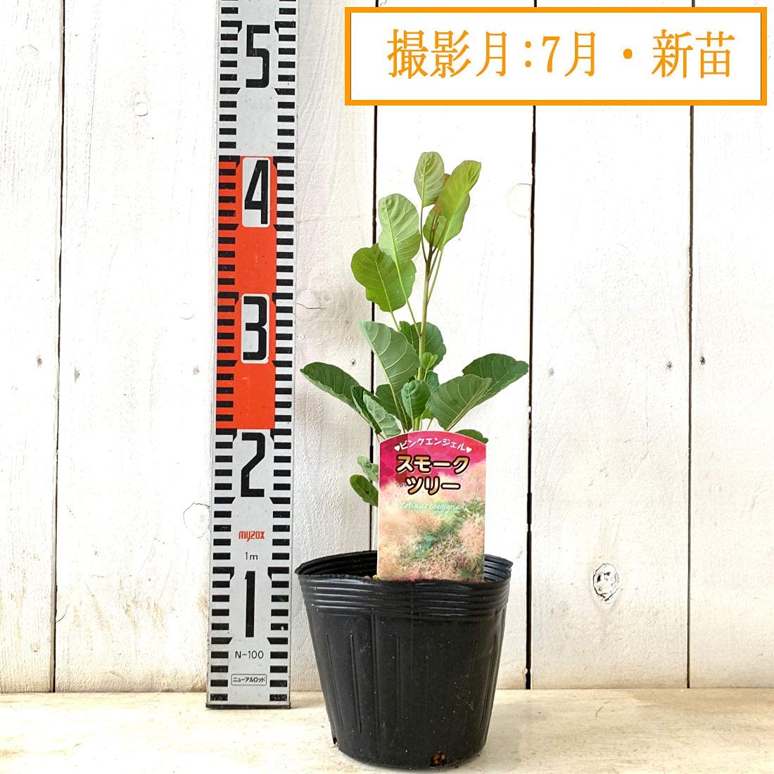 Amazon | スモークツリー・ピンク エンジェル 3年生苗 | 花