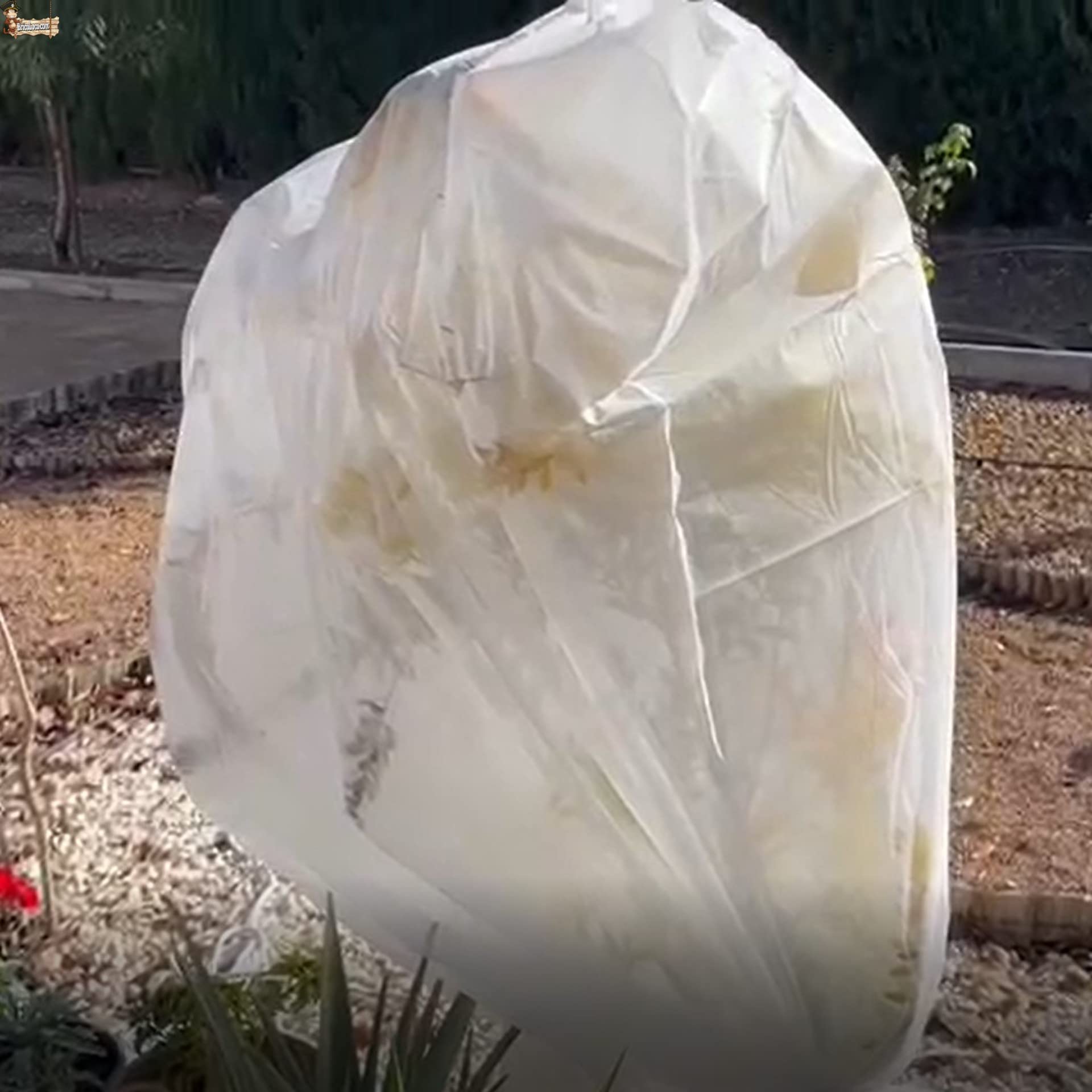 BricoLoco.com Confezione di copertura protettiva gelate piante tessuto protezione invernale coperta in rete geotessile Tessuto antigelo Velo ibernazione 1,80 MTS. x 1,25 MTS. (6)