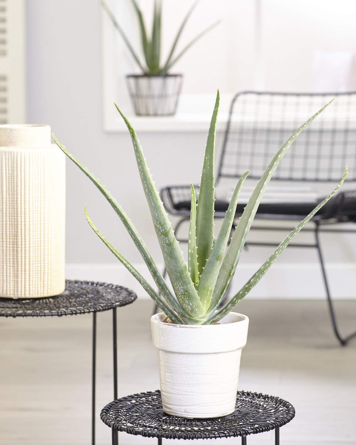 Aloe Vera Soothing Indoor Succulent House Plant in 12cm Pot