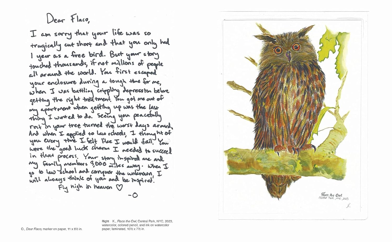 FLACO: The Owl Who Escaped Captivity and Won the Hearts of the World