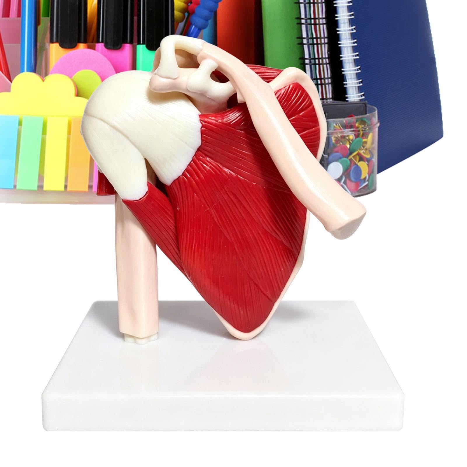 Generisch Schultermodell PVC Anatomische Lernhilfe | Schultermuskulatur Anatomiemodell für Ärzte Männer Frauen Mädchen Jugendliche Teenager Söhne Töchter und