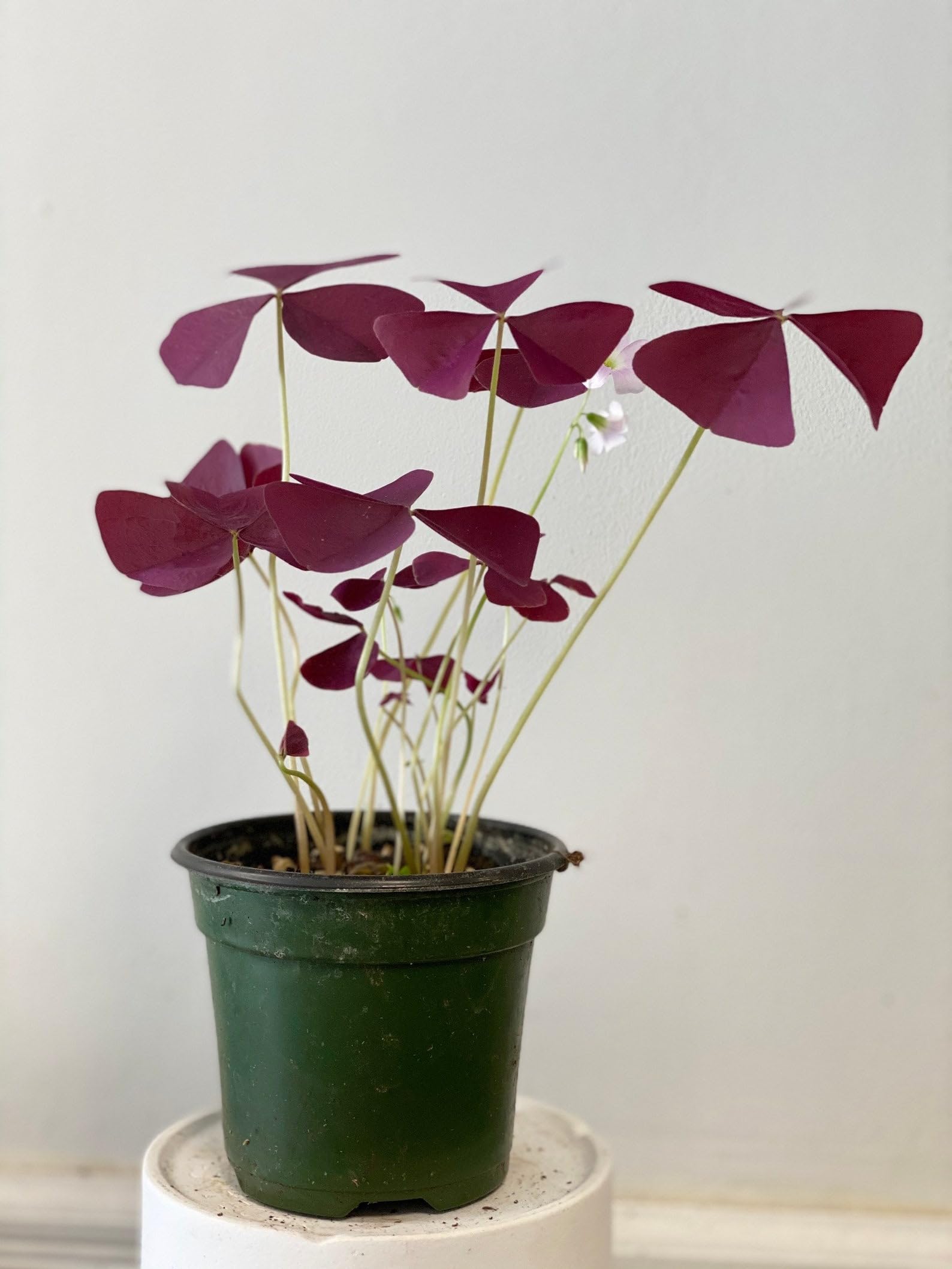 Mphmi Plants Purple Shamrock Oxalis Triangularis Plant