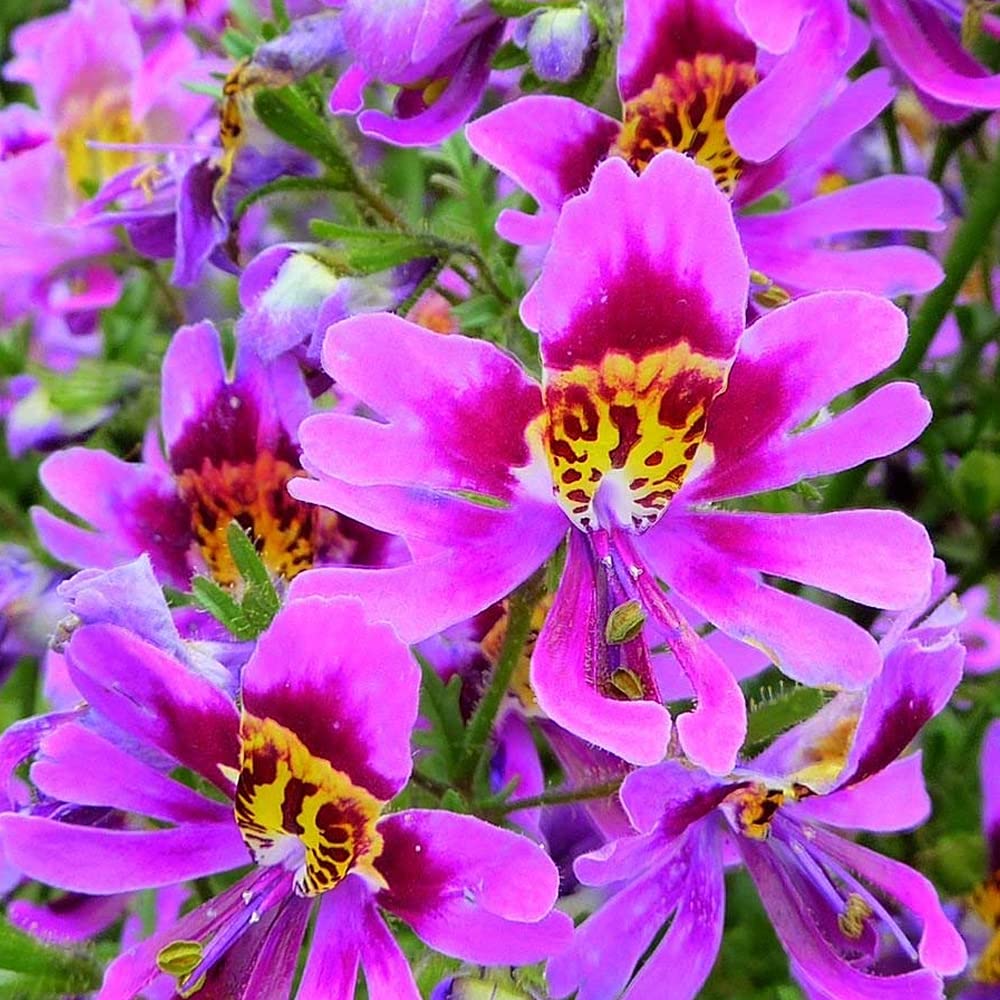 Kraft Seeds Flower Seeds Schizanthus Orchid Like Flower Plant Seeds Hybrid Flower Seeds Easy