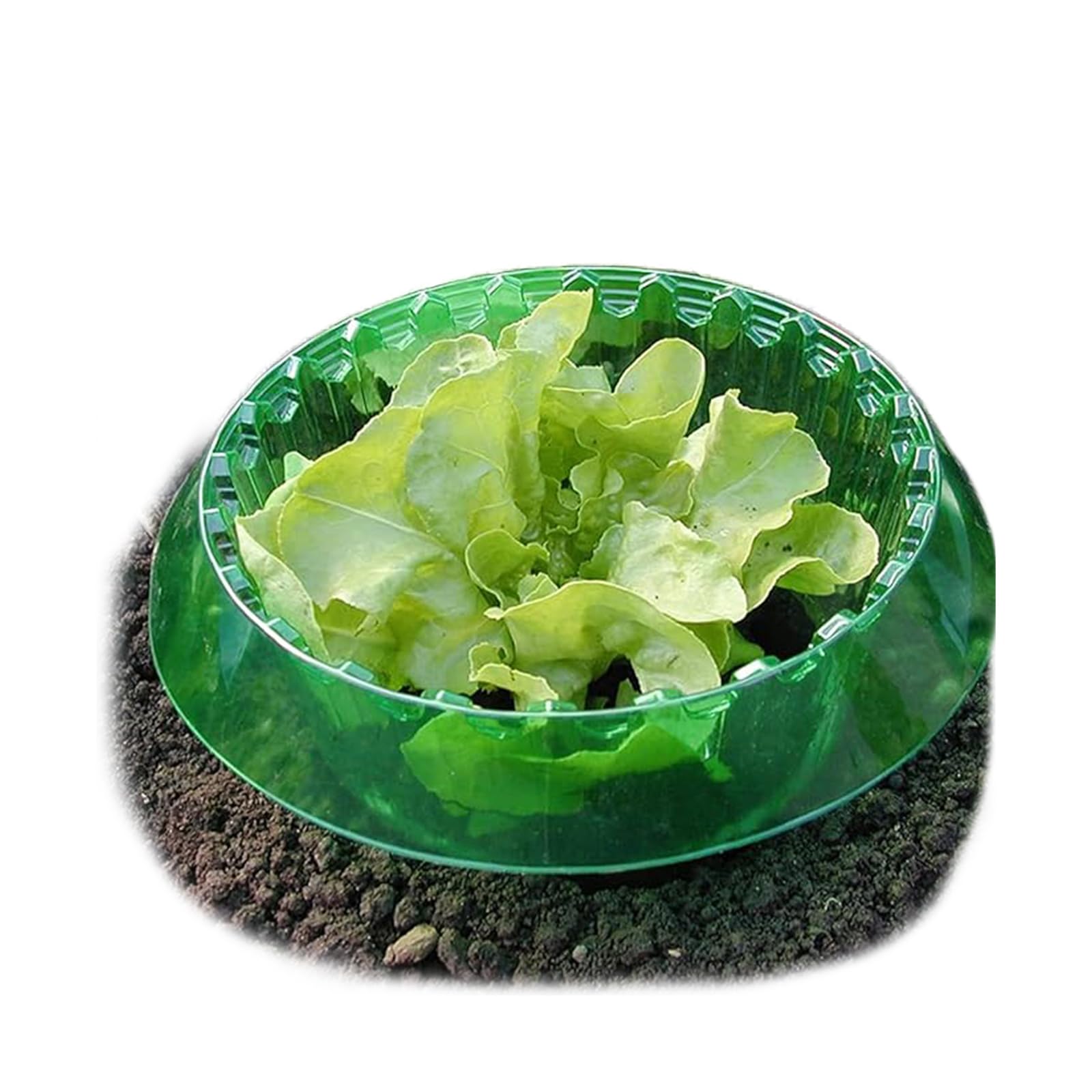 Schneckenkragen, 24 Stück Schneckenschutzringe, Effektiver Schneckenschutz für Salat und Kohl, Schneckenkragen aus Robustem Kunststoff, Wiederwendbare Schneckenabwehr für Gartenpflanzen