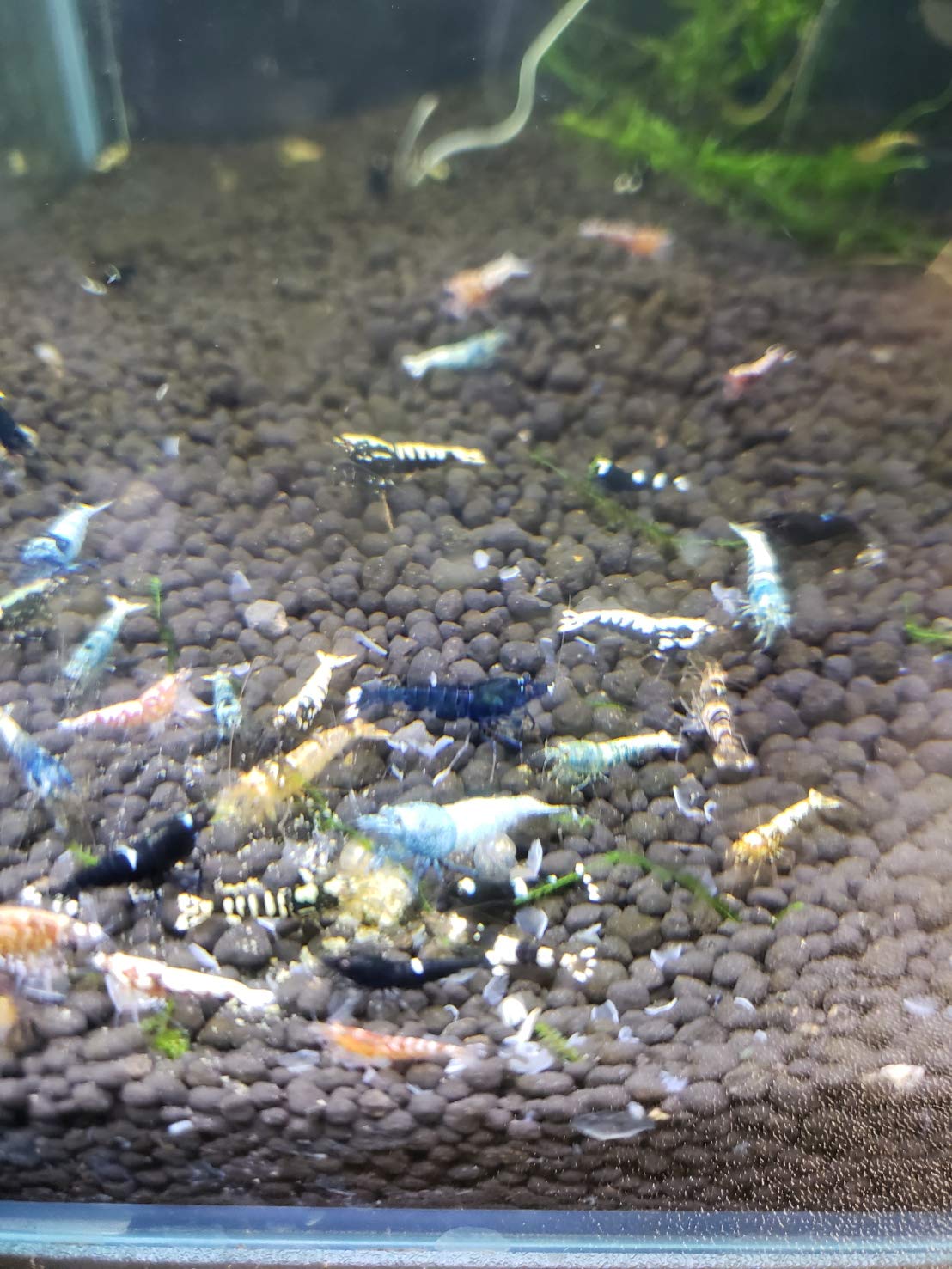 ゼウスシュリンプ20匹とおまけ