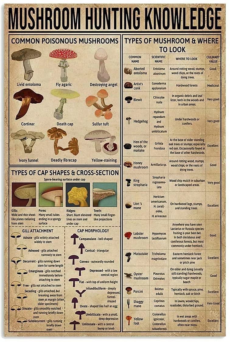 Metal Tin Sign Mushroom Hunting Knowledge Metal Signs,Super Durable Bathroom Wall Decoration Cave Bar Poster Kitchen Home Decoration Iron Painting 12X16 Inch