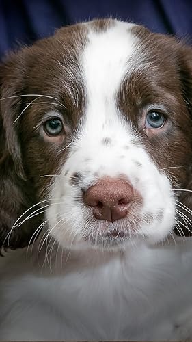 Cute puppies wallpaper hd