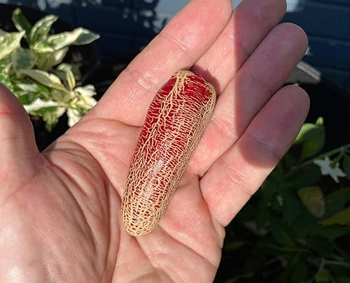 Miniatura 3 de Farmers Market - Semillas de patata jalapeño prémium para plantar paquetes