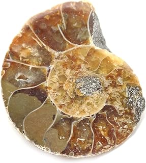 Ammonite Shell Cabochon, Natural Ammonite, Free Form Shape, 38Carat, 32x24x7MM SC-3253