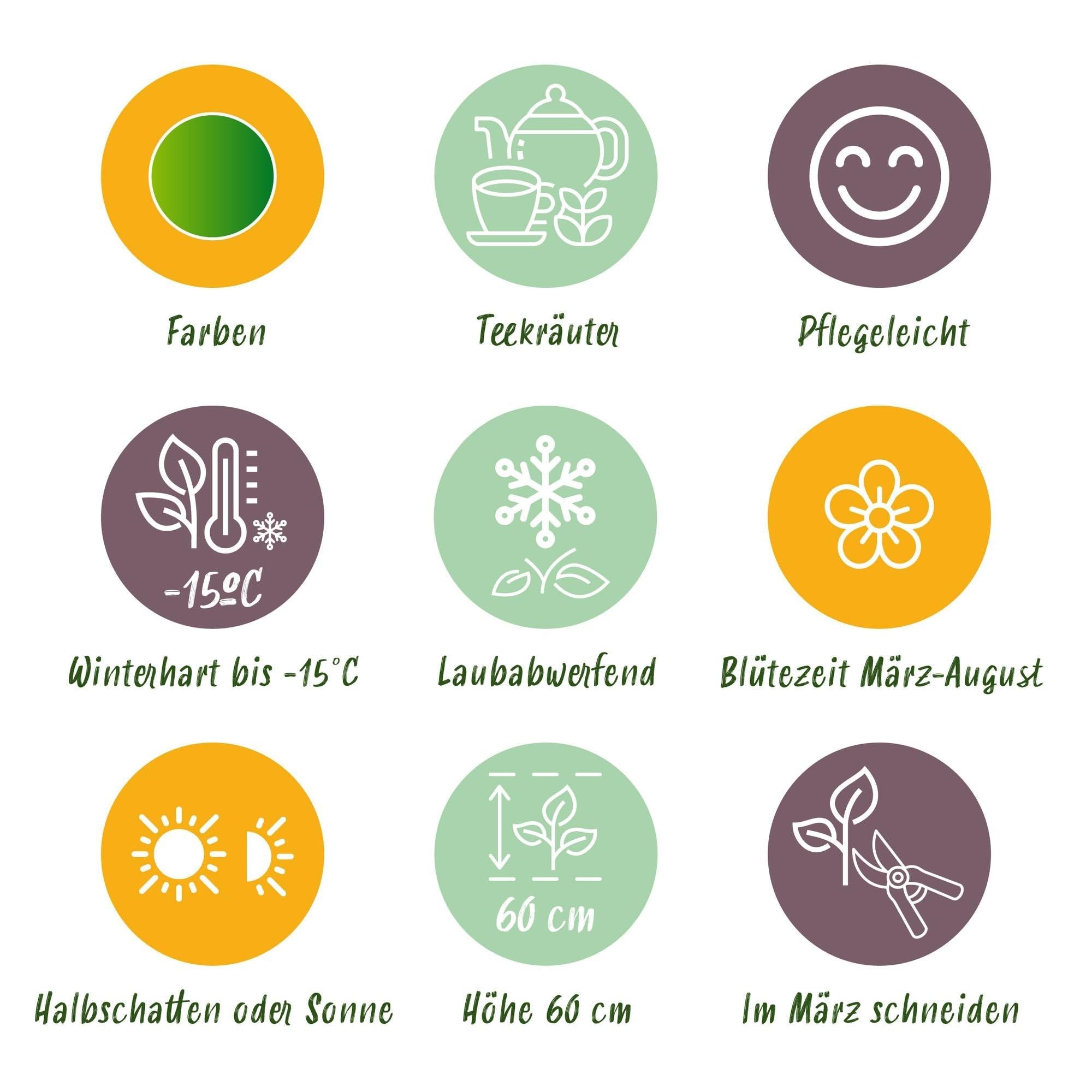 Juego de plantas perennes – Hierbas – 24 plantas perennes de hierbas de té de 3 m² – Aromático y perfumado – Fácil de limpiar – Diferentes variedades – Ø 11 cm