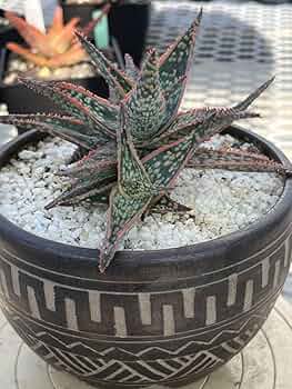 アロエ ハイブリッド Amazon.co.jp: 多肉植物 アロエ ハイブリッド Aloe Hybrid 14m鉢